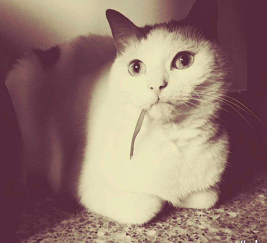 Blanca a rejoint le concours — aidez-le/la à gagner de superbes lots ! carnivore, cat, comfort, domestic_short_haired_cat, felidae, fur, iris, monochrome_photography, paw, photo_caption, small_to_medium_sized_cats, snout, tail, terrestrial_animal, whiskers