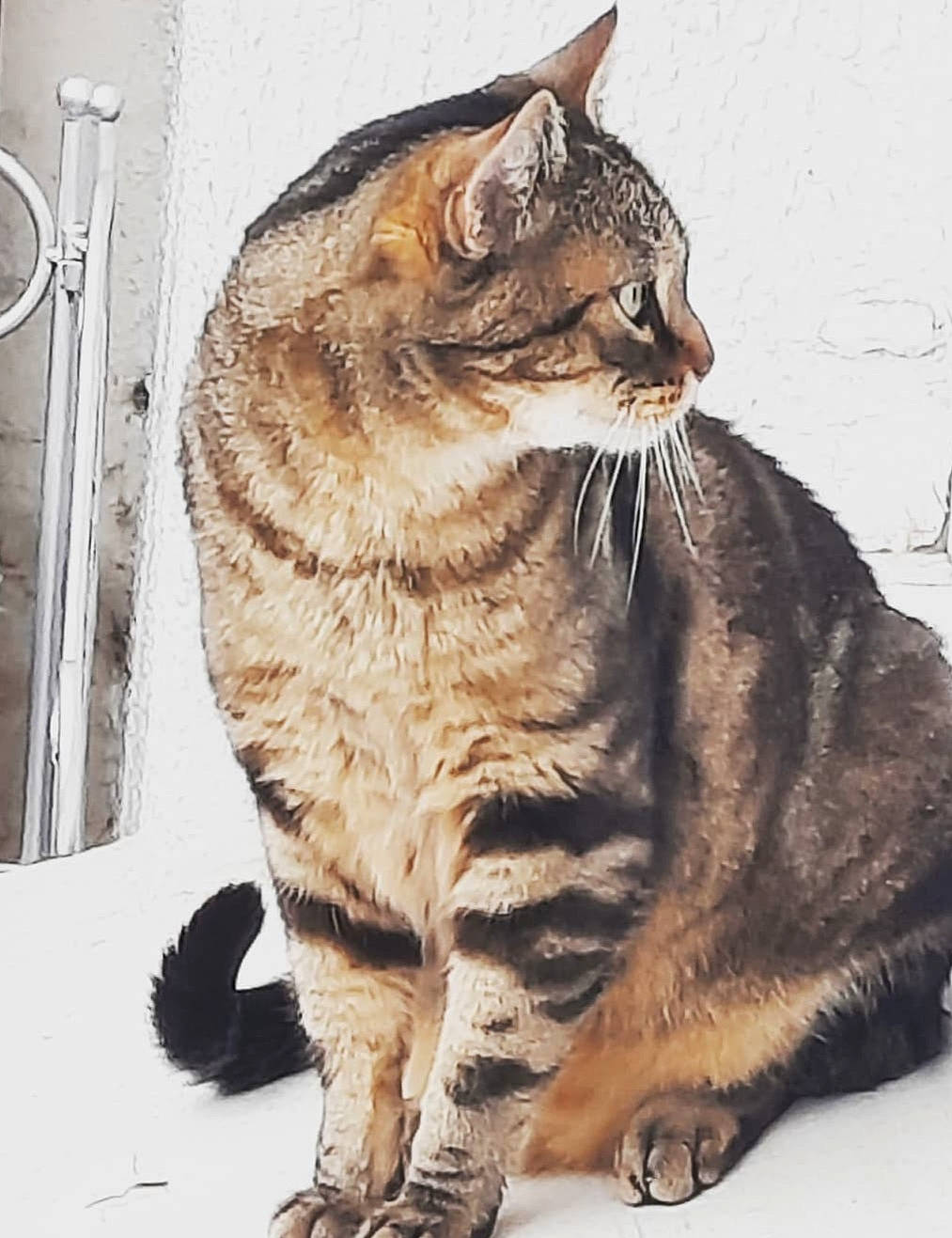 Minou participe au concours pour gagner de l'argent avec cette photo : carnivore, cat, claw, domestic_short_haired_cat, eye, felidae, fur, kitchen_utensil, paw, photo_caption, sitting, small_to_medium_sized_cats, snout, tail, terrestrial_animal, whiskers, wildlife, window