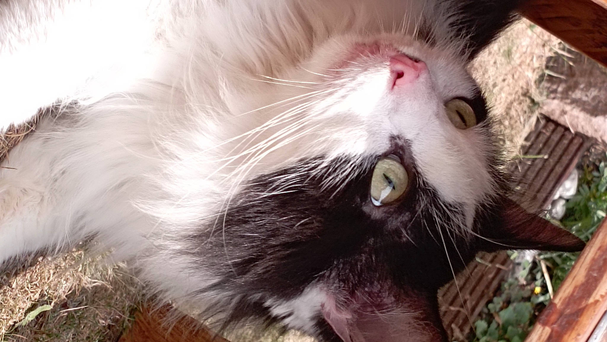 Tichat a rejoint le concours — aidez-le/la à gagner de superbes lots ! beard, carnivore, cat, claw, domestic_short_haired_cat, ear, eye, eyelash, fang, felidae, fur, grass, paw, photo_caption, plant, small_to_medium_sized_cats, snout, whiskers