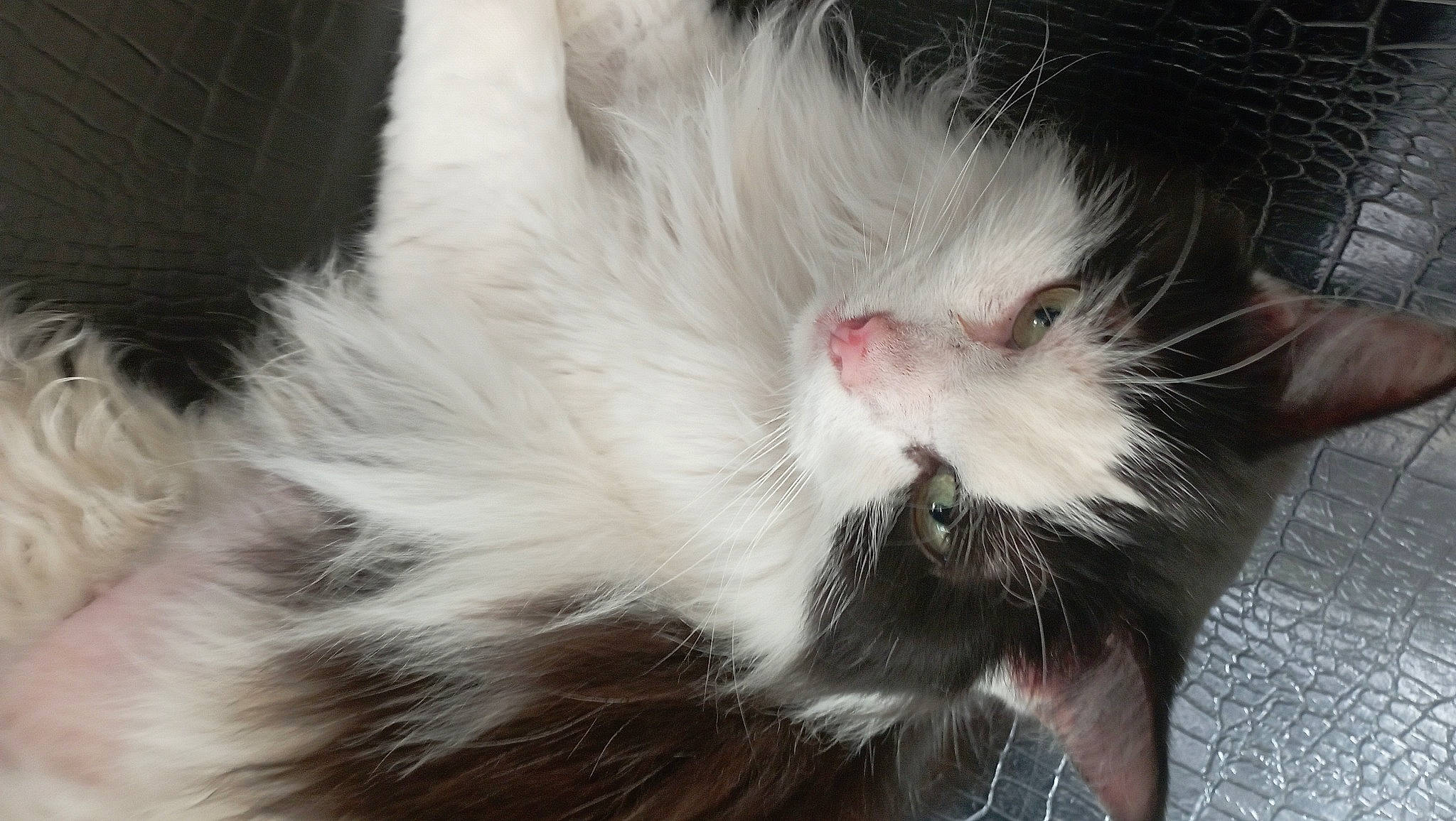 Tichat a rejoint le concours — aidez-le/la à gagner de superbes lots ! carnivore, cat, claw, close_up, domestic_short_haired_cat, felidae, fur, paw, small_to_medium_sized_cats, tail, terrestrial_animal, vegetable, whiskers, yawn