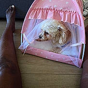 Lola joined the competition — help win amazing prizes! dog, pet, pink_tent, indoor, flooring, human_leg, barefoot, wooden_floor, furniture, cozy, resting, small_dog, curtain, fabric, home, relaxation, companion, animal, cute, domestic