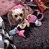 Lola is registered to the contest to win money with this photo: dog, small_dog, pink_clothing, plush_toy, minnie_mouse, skittles_plush, blanket, bed, gray_bed, cozy, indoor, cute, pet, stuffed_animal, soft_toys, toy, animal, fur, resting, comfort