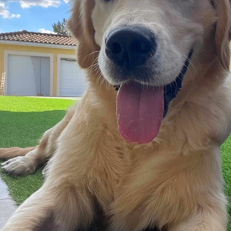 Ulko
