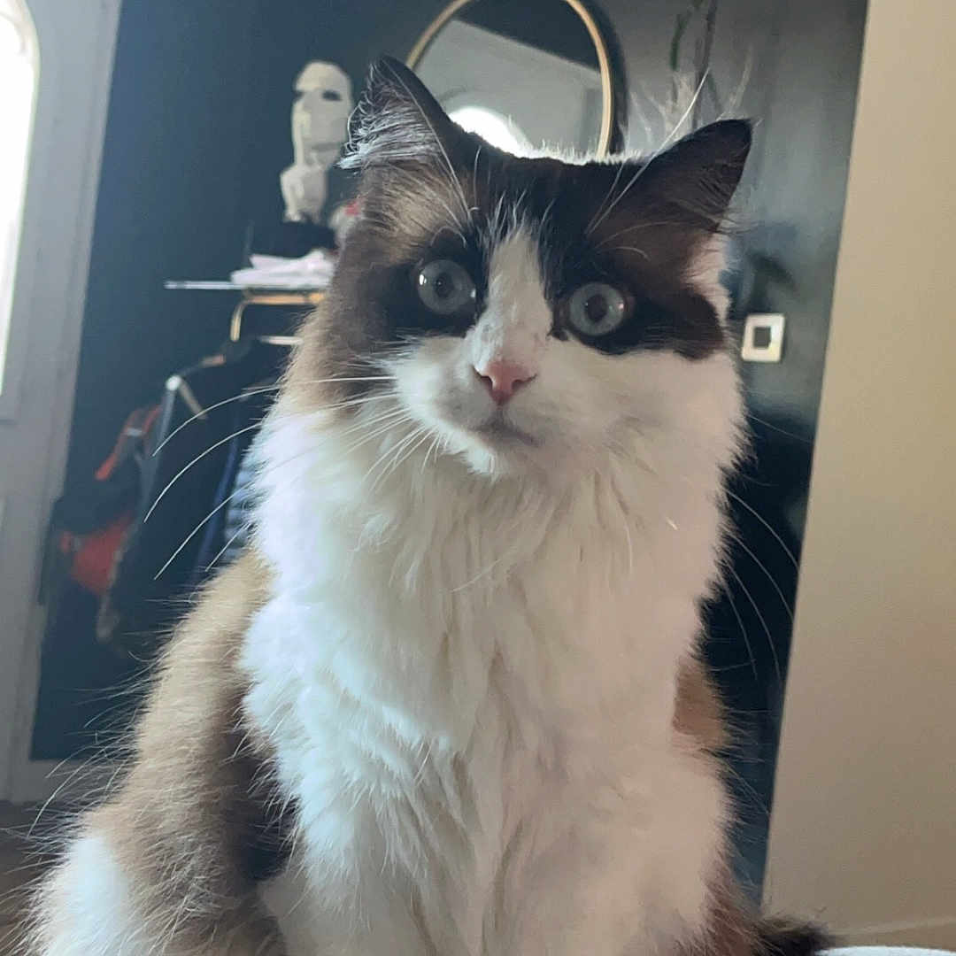 Bibiche participe au concours pour gagner de l'argent avec cette photo : accessories, animal, architecture, building, cat, face, furniture, hardwood, head, indoors, interiordesign, kitten, livingroom, manx, person, pet, photography, portrait, room, wood