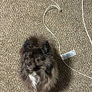 Tchalla is registered to the contest to win money with this photo: dog, fluffy, carpet, indoor, pet, small_dog, fur, charging_cable, white_cable, curious, alert, brown_dog, companion, household, cute, animal, domestic, sitting, looking_away, floor