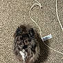 dog, fluffy, carpet, indoor, pet, small_dog, fur, charging_cable, white_cable, curious, alert, brown_dog, companion, household, cute, animal, domestic, sitting, looking_away, floor