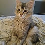 Stormy is registered to the contest to win money with this photo: cat, kitten, fluffy, pet, indoor, bed, blanket, fur, animal, cute, young, sitting, whiskers, ears, tail, domestic, feline, soft, cozy, curious