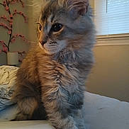 Stormy is registered to the contest to win money with this photo: kitten, cat, fluffy, bed, indoor, window, light, furniture, animal, pet, fur, closeup, young, cute, resting, side_view, cozy, decor, wall, curtains