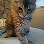 Stormy joined the competition — help win amazing prizes! kitten, cat, fluffy, fur, bed, indoor, pet, animal, window, blanket, paws, cute, young, feline, domestic, resting, soft, home, cozy, decor