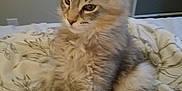 Stormy is registered to the contest to win money with this photo: cat, kitten, feline, pet, fluffy, gray, tabby, bed, blanket, indoor, animal, cute, whiskers, ears, fur, resting, young, cozy, comfort, domestic