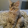 cat, kitten, feline, pet, fluffy, gray, tabby, bed, blanket, indoor, animal, cute, whiskers, ears, fur, resting, young, cozy, comfort, domestic