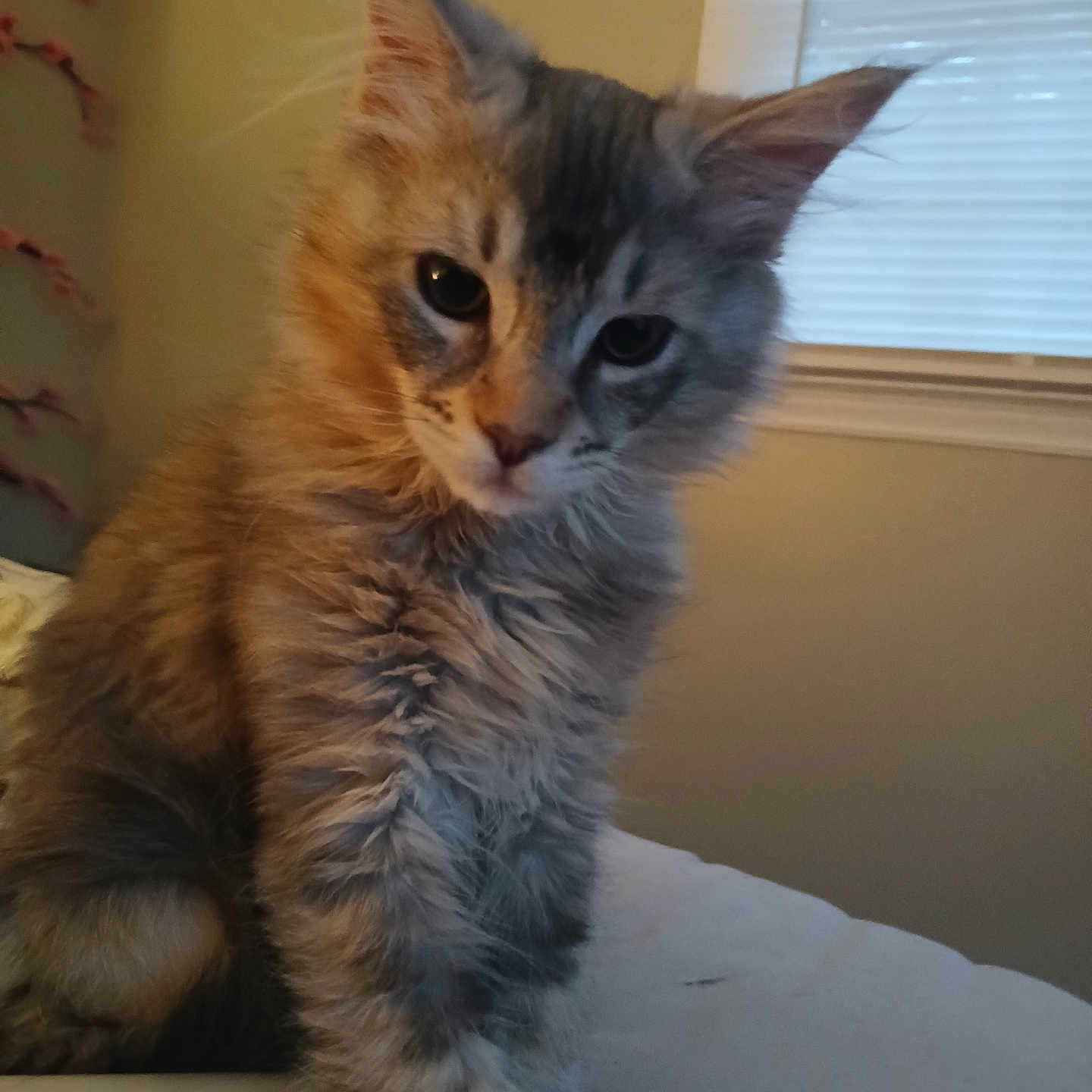 Stormy is registered to the contest to win money with this photo: animal, blinds, cat, cozy, curious, cute, domestic, ears, face, feline, fur, gray_fur, indoor, kitten, pet, soft_light, tabby, whiskers, window, young