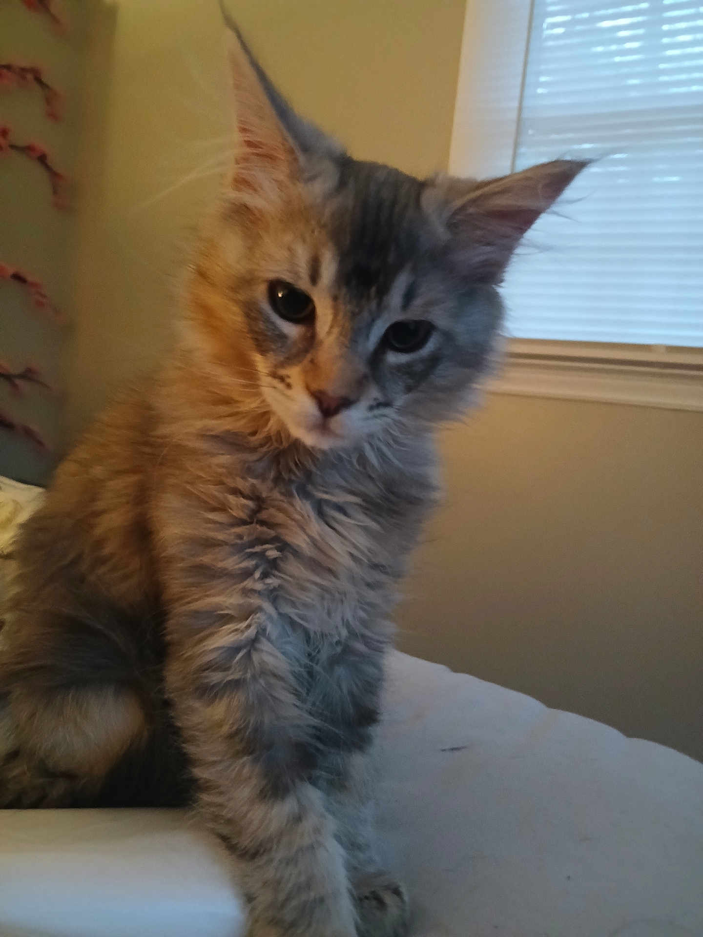 Stormy is registered to the contest to win money with this photo: kitten, cat, gray_fur, tabby, pet, indoor, window, blinds, soft_light, feline, cute, young, animal, fur, whiskers, ears, face, curious, domestic, cozy