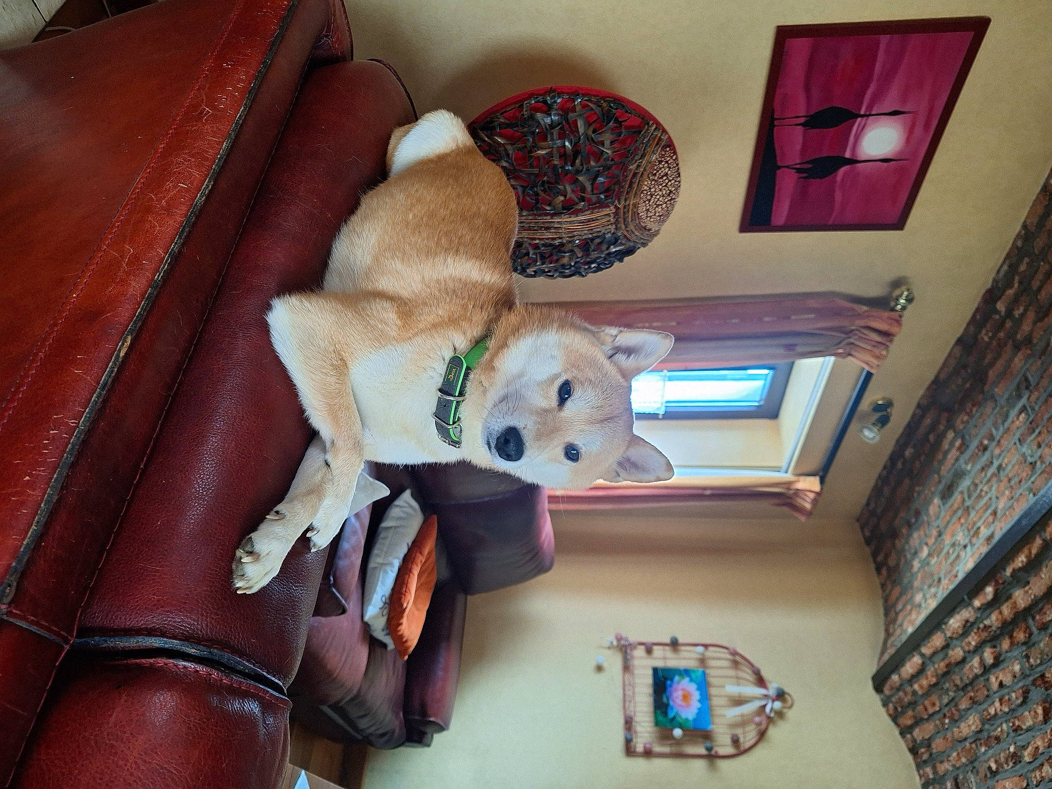 Hatchi participe au concours pour gagner de l'argent avec cette photo : building, car_seat, ceiling, comfort, couch, flooring, fur, hardwood, house, leather, linens, plush, room, shelf, stuffed_toy, teddy_bear, textile, toy, window, wood