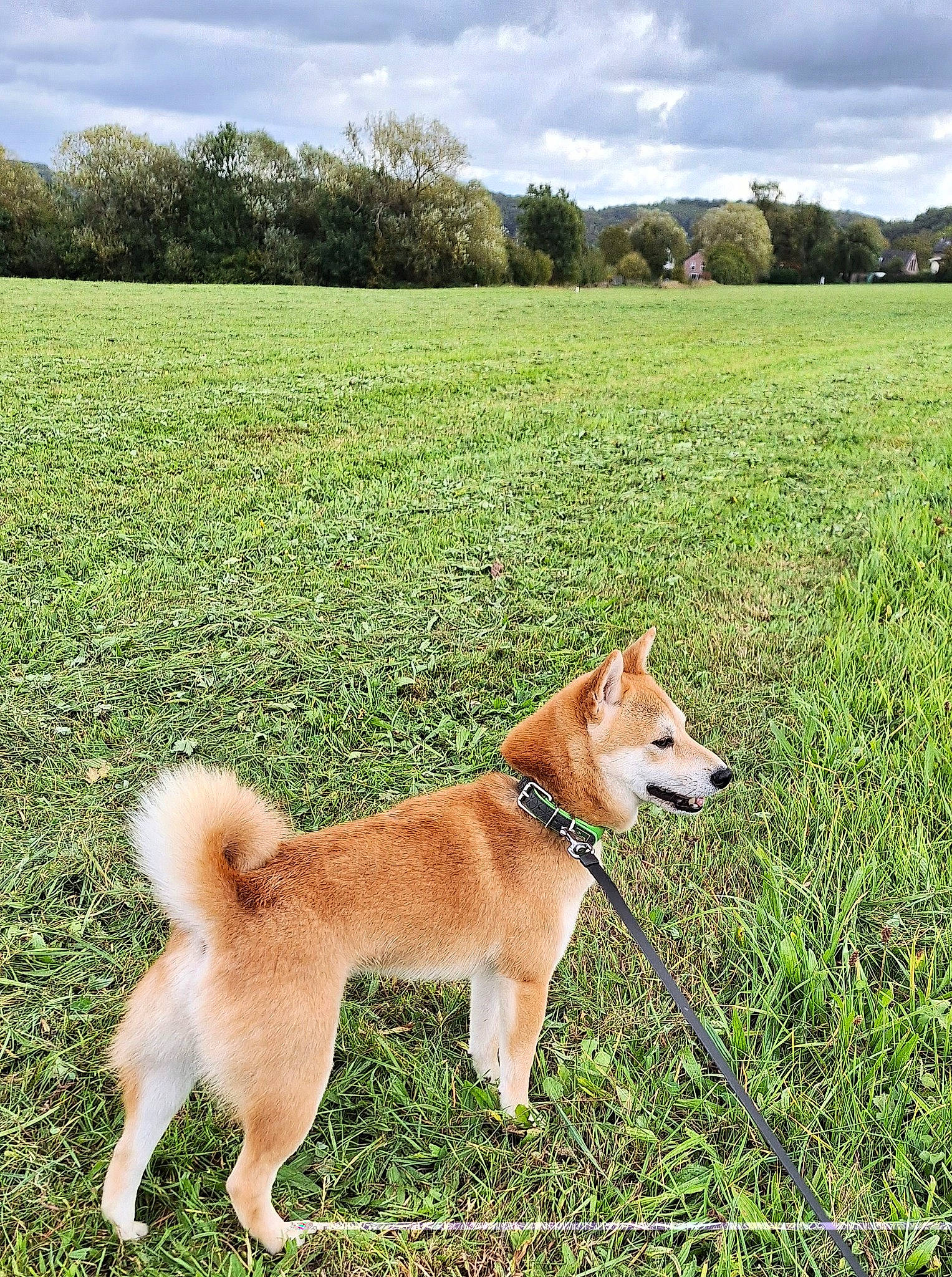 Hatchi a rejoint le concours — aidez-le/la à gagner de superbes lots ! canidae, carnivore, cloud, collar, companion_dog, dog, dog_breed, fawn, field, grass, grassland, landscape, pasture, plant, prairie, sky, sporting_group, tail, tree, working_dog