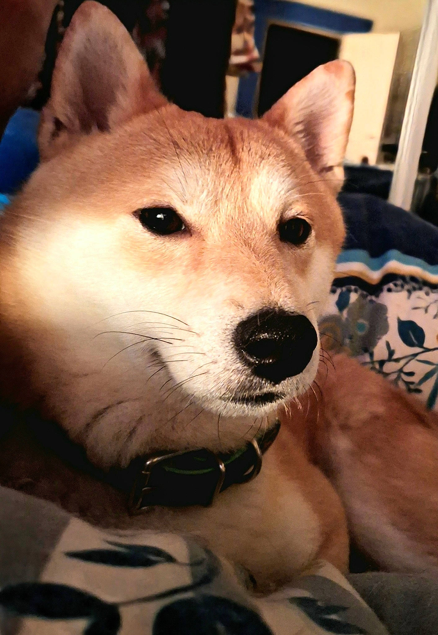 Hatchi participe au concours pour gagner de l'argent avec cette photo : ancient_dog_breeds, canidae, canis, carnivore, collar, companion_dog, dingo, dog, dog_breed, fawn, fur, herding_dog, puppy, snout, spitz, sporting_group, terrestrial_animal, whiskers, working_animal, working_dog