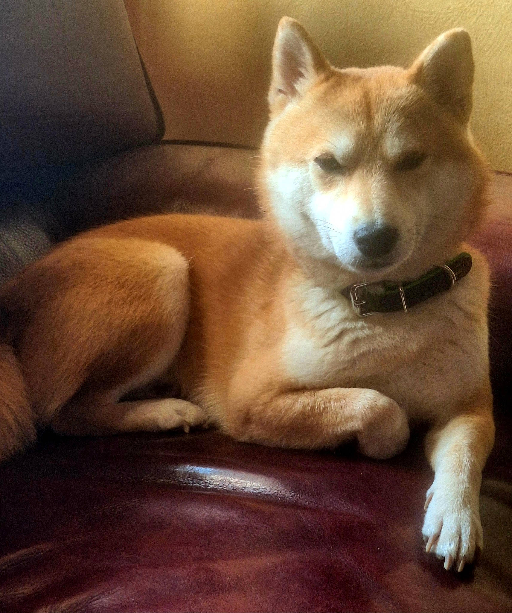 Hatchi a rejoint le concours — aidez-le/la à gagner de superbes lots ! ancient_dog_breeds, canidae, carnivore, comfort, companion_dog, dingo, dog, dog_breed, fawn, fur, non_sporting_group, snout, spitz, sporting_group, tail, terrestrial_animal, whiskers, wildlife, wood