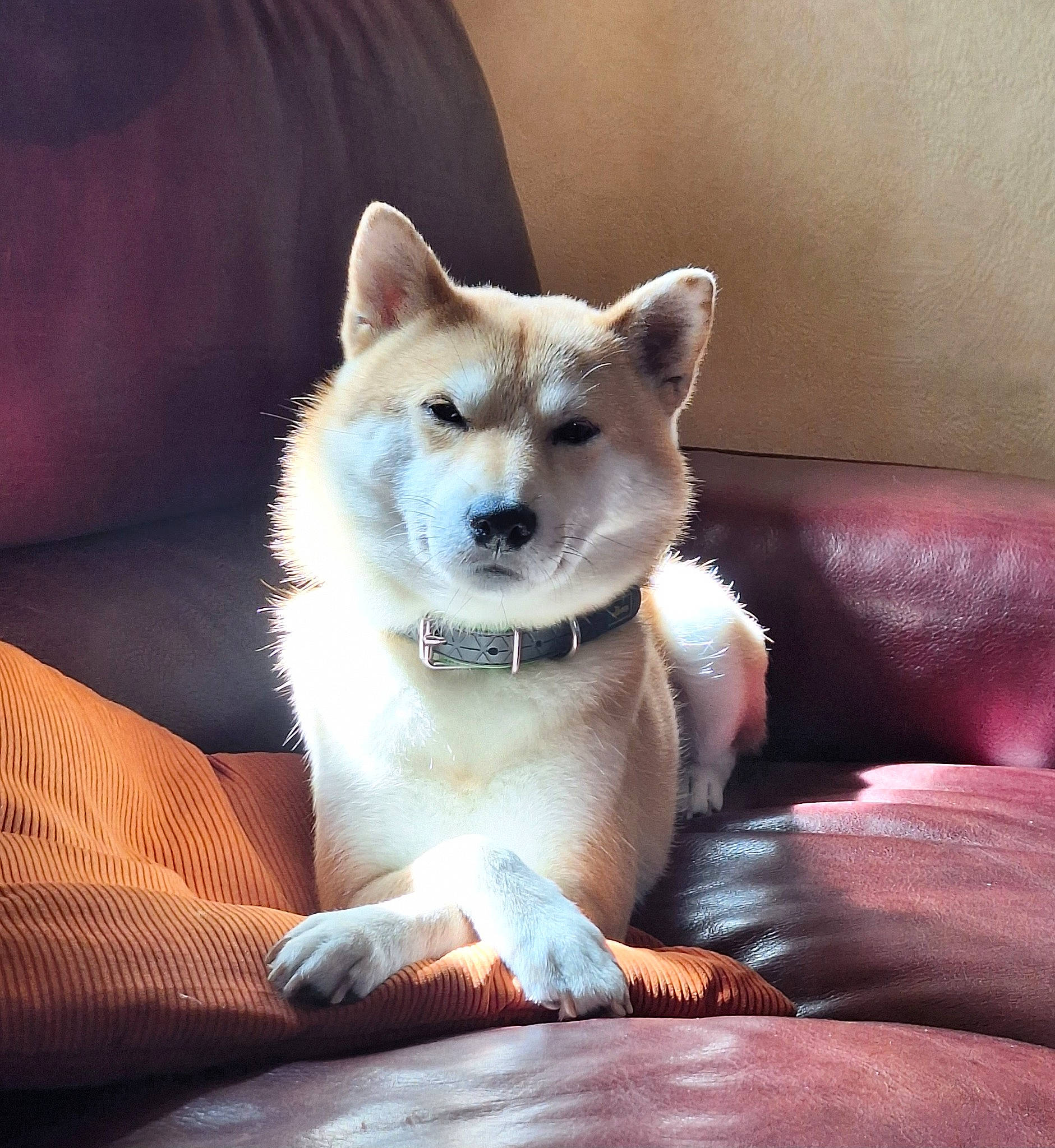 Hatchi participe au concours pour gagner de l'argent avec cette photo : ancient_dog_breeds, canidae, carnivore, collar, comfort, companion_dog, dog, dog_breed, fang, fawn, fur, non_sporting_group, paw, sitting, tail, terrestrial_animal, whiskers, working_animal