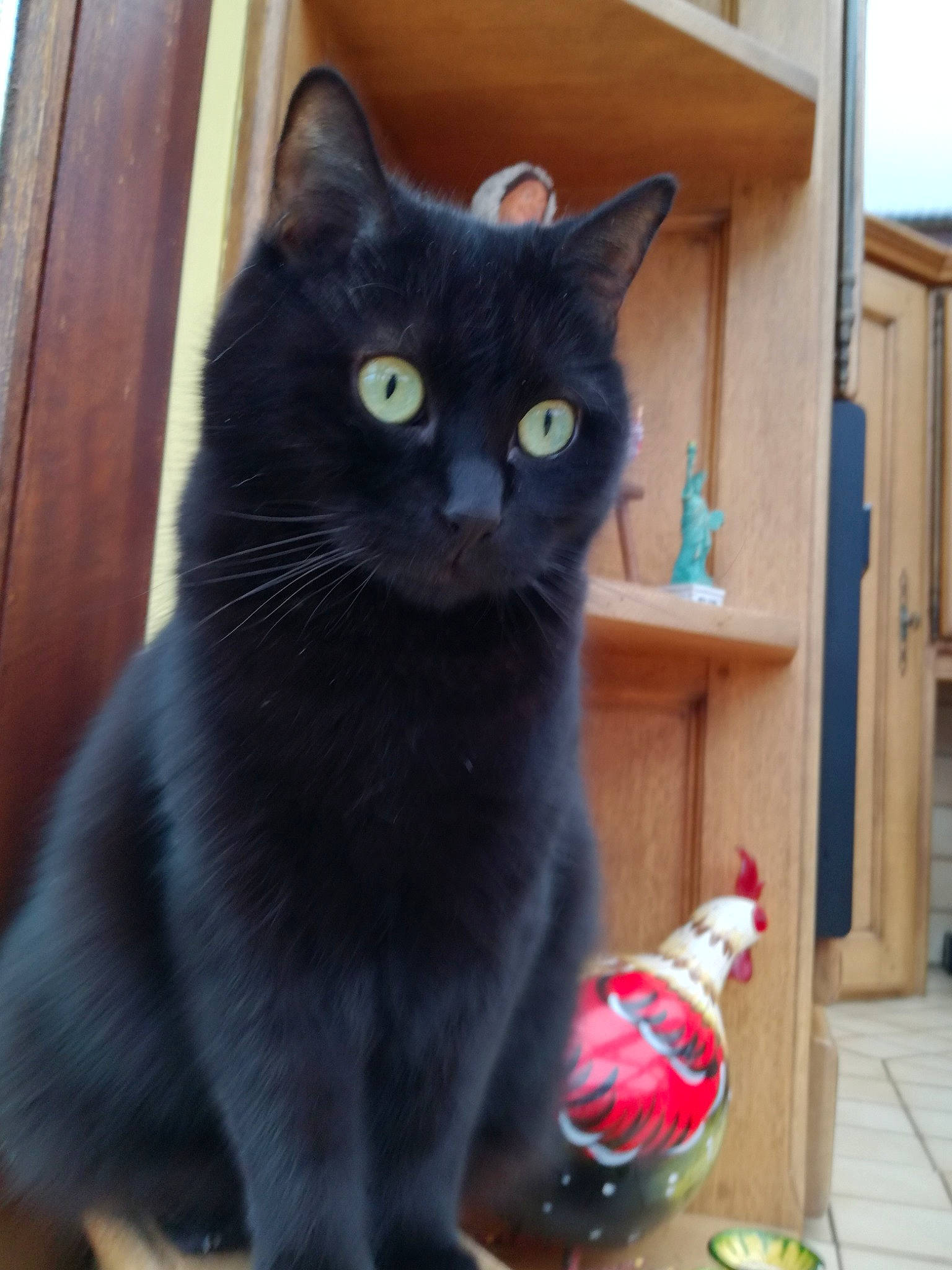 Fripouille a rejoint le concours — aidez-le/la à gagner de superbes lots ! black_cat, bombay, bottle, carnivore, cat, cat_furniture, cat_supply, domestic_short_haired_cat, door, felidae, fur, pet_supply, plant, sitting, small_to_medium_sized_cats, snout, tail, whiskers, window, wood