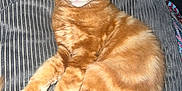 Simba joined the competition — help win amazing prizes! cat, orange_tabby, feline, pet, animal, fluffy, striped_cushion, indoor, relaxed, ears, whiskers, tail, paws, fur, cute, domestic_cat, resting, alert, sitting, household