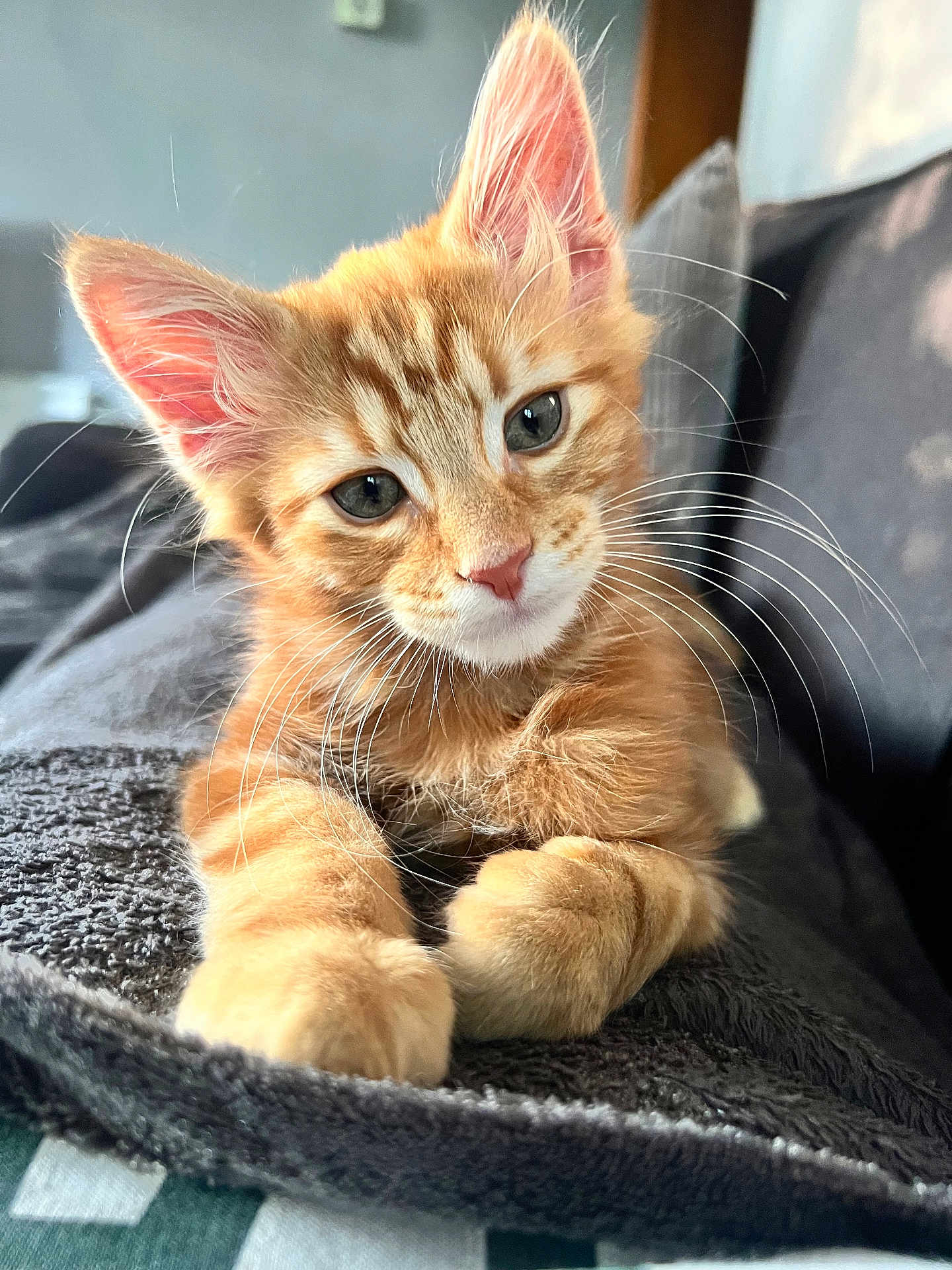 Simba joined the competition — help win amazing prizes! kitten, cat, orange_tabby, pet, whiskers, fur, close_up, indoor, blanket, soft_texture, cute, animal, feline, portrait, young, relaxed, curious, paw, cozy, domestic