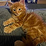 Simba joined the competition — help win amazing prizes! kitten, cat, orange_cat, fluffy, pet, cute, indoor, cushion, texture, relaxed, animal, fur, whiskers, paws, young, domestic_cat, resting, closeup, feline, home