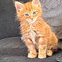 Simba joined the competition — help win amazing prizes! kitten, orange_cat, blue_eyes, fluffy_fur, pet, cute, sitting, indoor, sofa, remote_control, curious, young_cat, feline, domestic_animal, whiskers, ears, front_paws, portrait, furniture, cozy