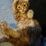 Simba is registered to the contest to win money with this photo: kitten, cat, orange_cat, fluffy, fur, paw, relaxed, cute, pet, animal, indoor, texture, soft, resting, young, whiskers, ears, face, closeup, laying