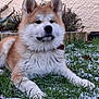 Arès a rejoint le concours — aidez-le/la à gagner de superbes lots ! akita, dog, animal, pet, outdoor, grass, snow, fur, canine, nature, garden, laying, mammal, portrait, cute, domestic_animal, fluffy, ears, nose, paw