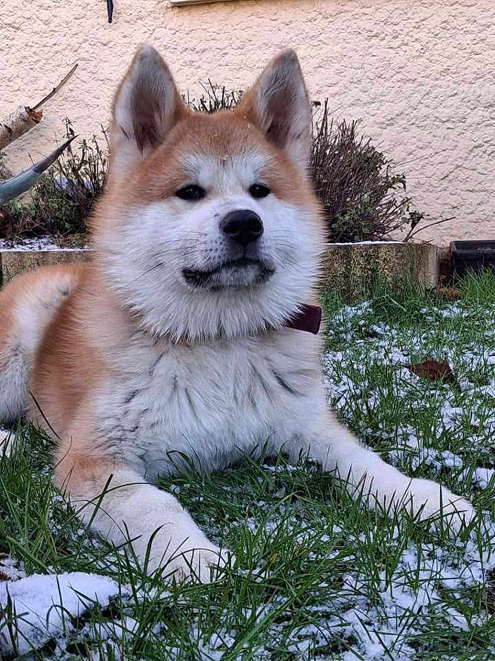 Arès a rejoint le concours — aidez-le/la à gagner de superbes lots ! akita, dog, animal, pet, outdoor, grass, snow, fur, canine, nature, garden, laying, mammal, portrait, cute, domestic_animal, fluffy, ears, nose, paw