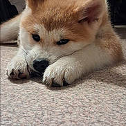 Arès participe au concours pour gagner de l'argent avec cette photo : puppy, dog, lying_down, indoor, floor, furniture, striped_pants, cute, pet, animal, whiskers, ears, paws, fur, resting, close_up, domestic, young, adorable, sleepy