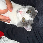 Hinata a rejoint le concours — aidez-le/la à gagner de superbes lots ! cat, pet, animal, green_eyes, white_fur, gray_fur, hand, holding, close_up, cozy, soft_texture, sleeve, black_clothing, relaxation, indoor, domestic, cute, feline, whiskers, nurturing