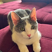 Hinata a rejoint le concours — aidez-le/la à gagner de superbes lots ! cat, pet, indoor, feline, cute, relaxed, maroon_couch, fur, whiskers, pink_nose, green_eyes, closeup, soft_light, window_light, cozy, domestic_animal, animal, mammal, resting, comfortable