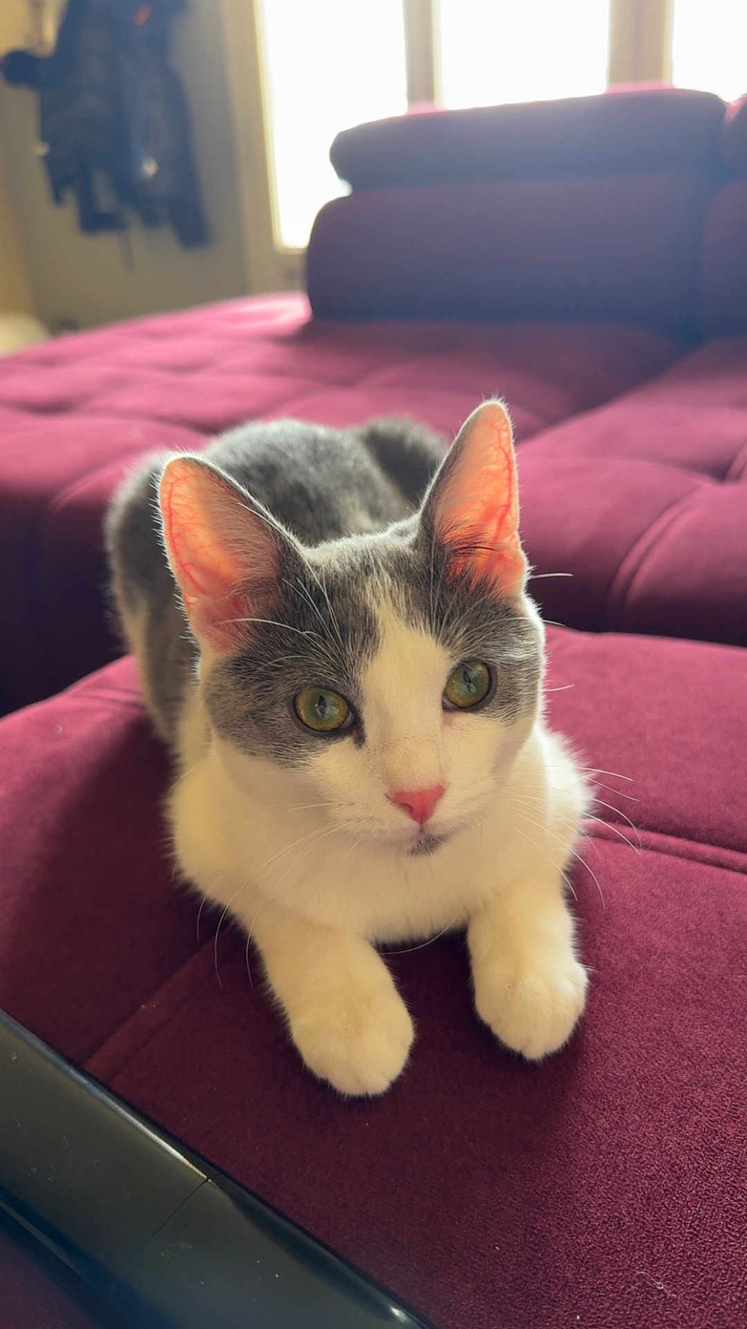 Hinata a rejoint le concours — aidez-le/la à gagner de superbes lots ! cat, pet, indoor, feline, cute, relaxed, maroon_couch, fur, whiskers, pink_nose, green_eyes, closeup, soft_light, window_light, cozy, domestic_animal, animal, mammal, resting, comfortable