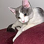 cat, gray_and_white, pet, feline, indoor, couch, maroon, fur, ears, whiskers, animal, relaxed, close_up, looking, resting, home, cute, domestic_cat, portrait, furniture