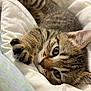 kitten, tabby, cat, paw, fur, sleepy, bed, blanket, closeup, whiskers, cute, pet, animal, feline, soft, relaxed, indoor, resting, young, cozy