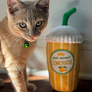 Cedar joined the competition — help win amazing prizes! cat, kitten, pet, animal, close_up, indoor, plush_toy, lemonade, toy, collar, green_bell, curious, feline, soft_light, wooden_floor, domestic, cute, focused, shallow_depth_of_field, playful