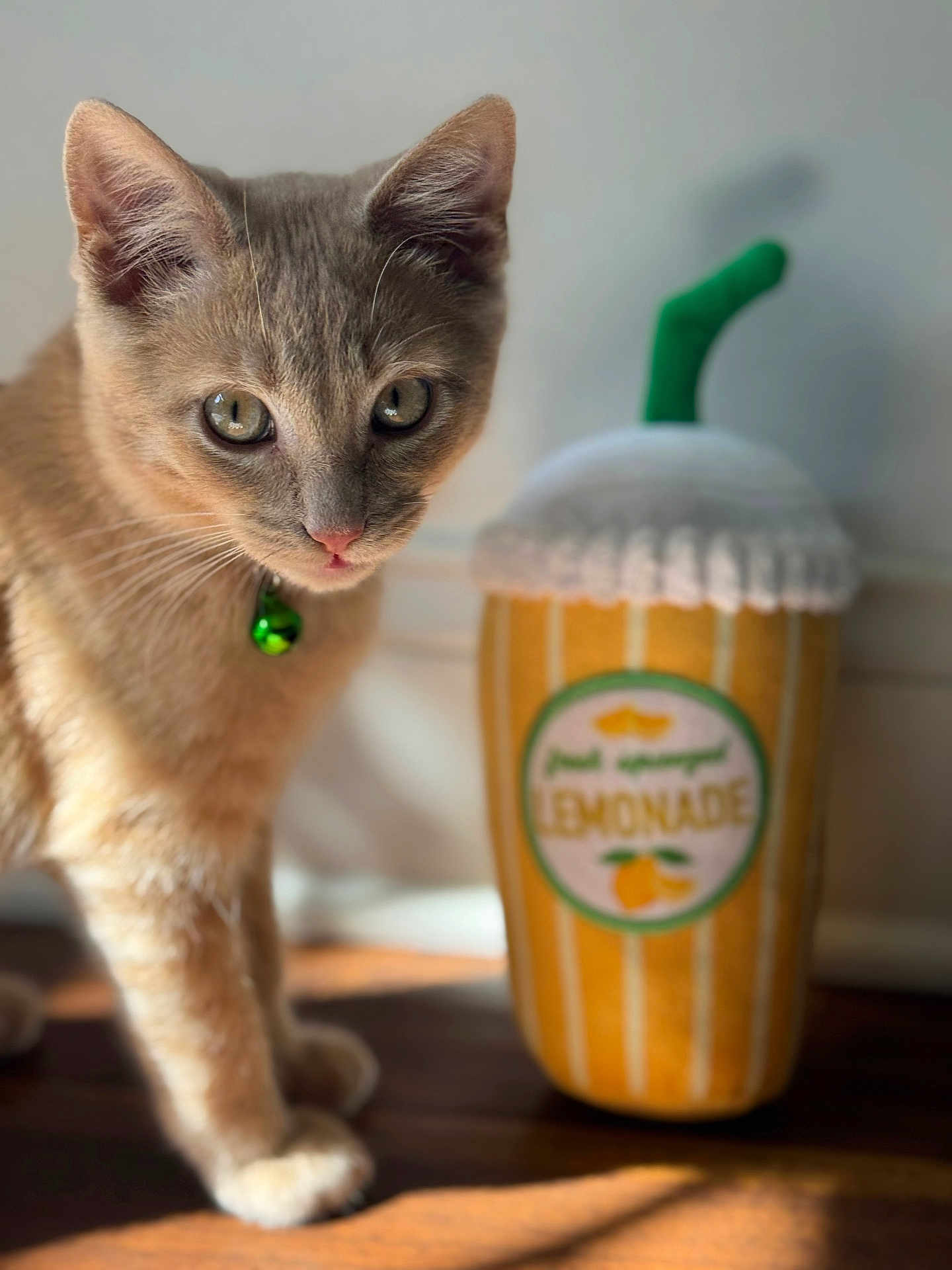 Cedar joined the competition — help win amazing prizes! cat, kitten, pet, animal, close_up, indoor, plush_toy, lemonade, toy, collar, green_bell, curious, feline, soft_light, wooden_floor, domestic, cute, focused, shallow_depth_of_field, playful
