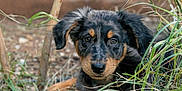 Buster participe au concours pour gagner de l'argent avec cette photo : dog, puppy, grass, outdoor, animal, portrait, cute, eyes, ears, fur, black_and_tan, nature, ground, nose, whiskers, young, laying, looking_at_camera, plants, tree