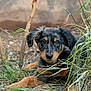 dog, puppy, grass, outdoor, animal, portrait, cute, eyes, ears, fur, black_and_tan, nature, ground, nose, whiskers, young, laying, looking_at_camera, plants, tree