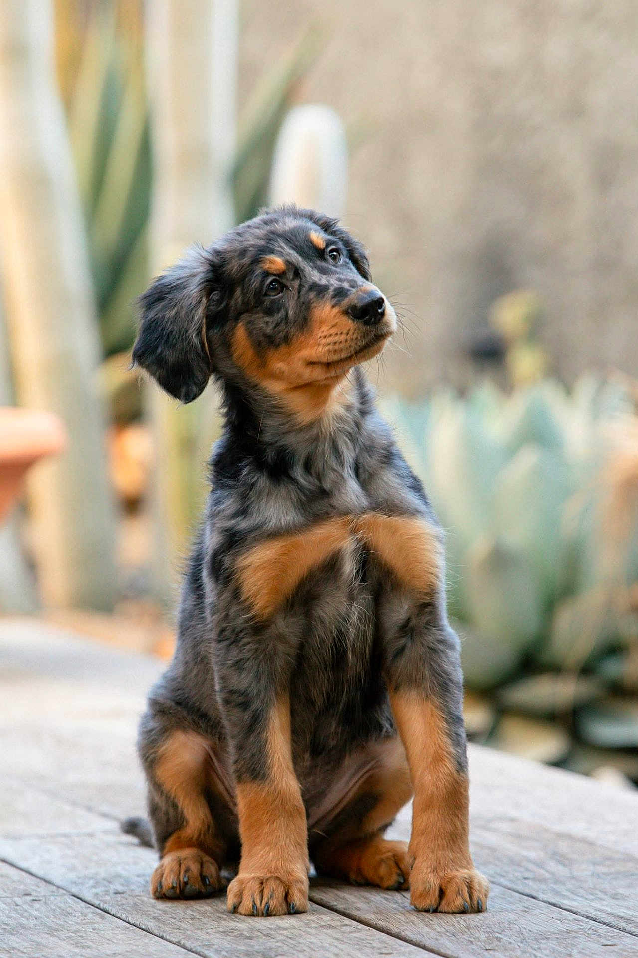 Buster a rejoint le concours — aidez-le/la à gagner de superbes lots ! dog, puppy, pet, canine, sitting, head_tilt, portrait, fur, ears, paws, wooden_deck, outdoor, succulent, blurred_background, bokeh, tricolor, tan_markings, curious, young, cute
