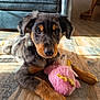 puppy, dog, plush_toy, pink_toy, wood_floor, living_room, couch, brown_black_fur, close_up, portrait, paws, eyes, nose, whiskers, playful, sunlight, shadow, indoor, flooring, pet