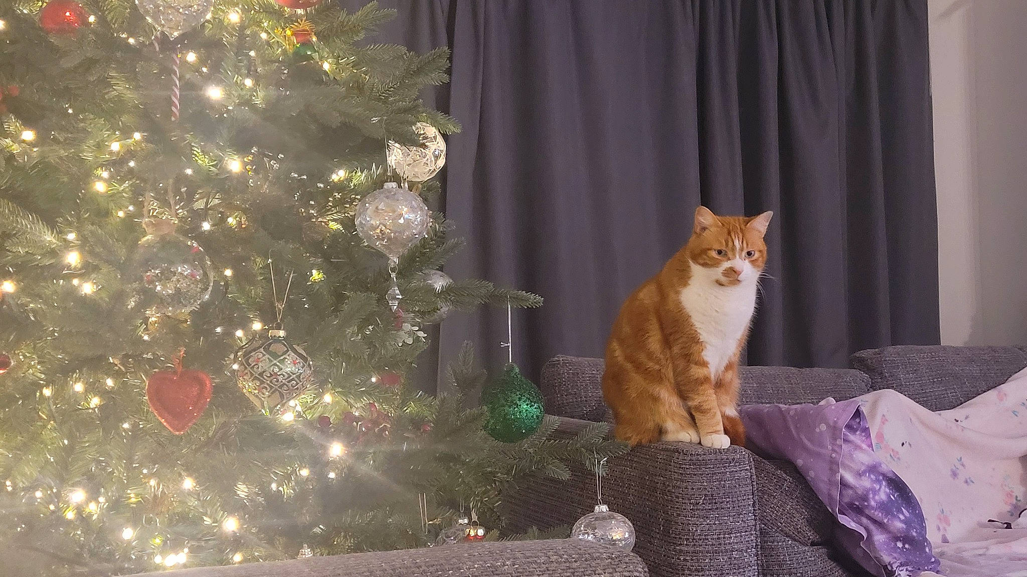 Buzz is registered to the contest to win money with this photo: carnivore, cat, christmas_decoration, christmas_ornament, christmas_tree, curtain, event, evergreen, fawn, felidae, holiday, holiday_ornament, ornament, plant, small_to_medium_sized_cats, tail, tree, whiskers, window, wood