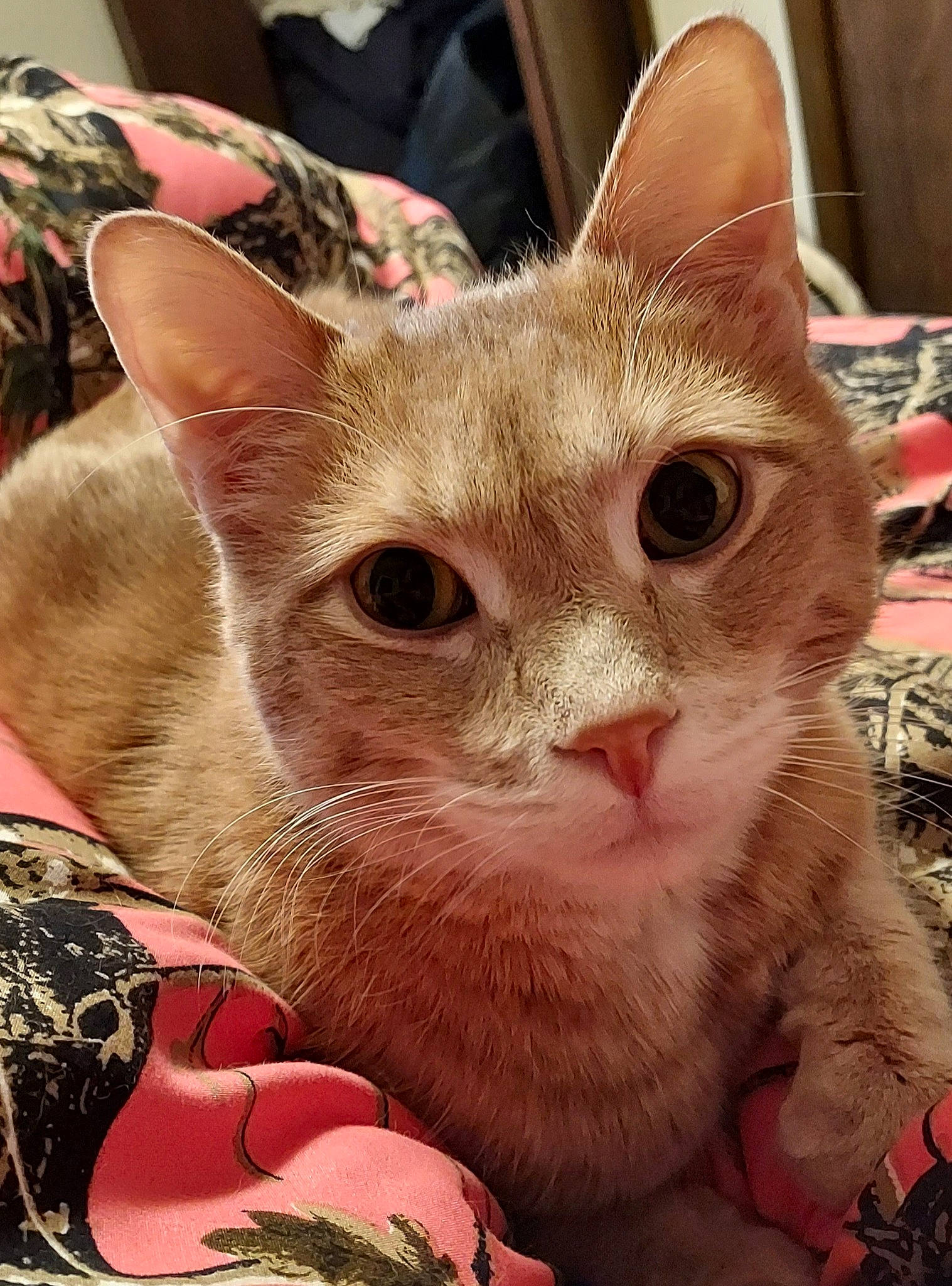 Andy is registered to the contest to win money with this photo: carnivore, cat, claw, close_up, domestic_short_haired_cat, event, eye, fawn, felidae, fur, iris, paw, small_to_medium_sized_cats, snout, whiskers