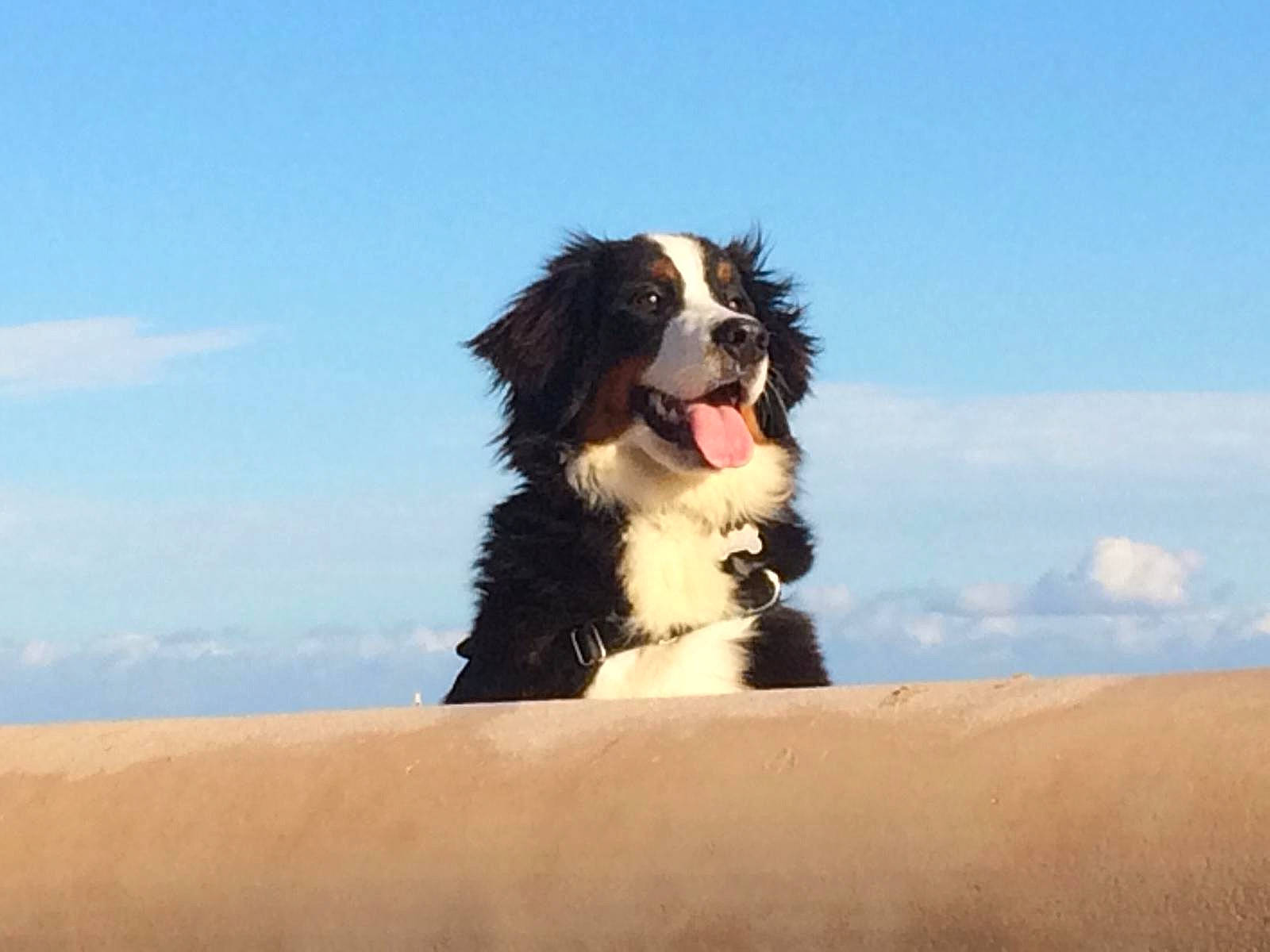 Olana a rejoint le concours — aidez-le/la à gagner de superbes lots ! canidae, carnivore, cloud, companion_dog, cumulus, dog, dog_breed, fur, gun_dog, herding_dog, horizon, landscape, landseer, liver, sky, sporting_group, toy_dog, water_dog, working_animal, working_dog