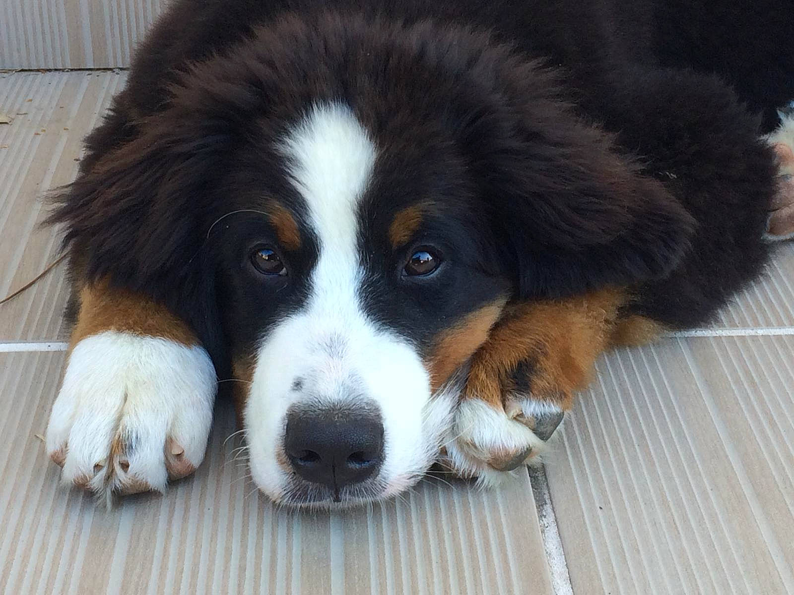 Olana participe au concours pour gagner de l'argent avec cette photo : ancient_dog_breeds, australian_collie, ball, bernese_mountain_dog, bored, canidae, carnivore, companion_dog, dog, dog_breed, eye, fur, herding_dog, puppy, snout, sporting_group, terrestrial_animal, whiskers, working_animal, working_dog
