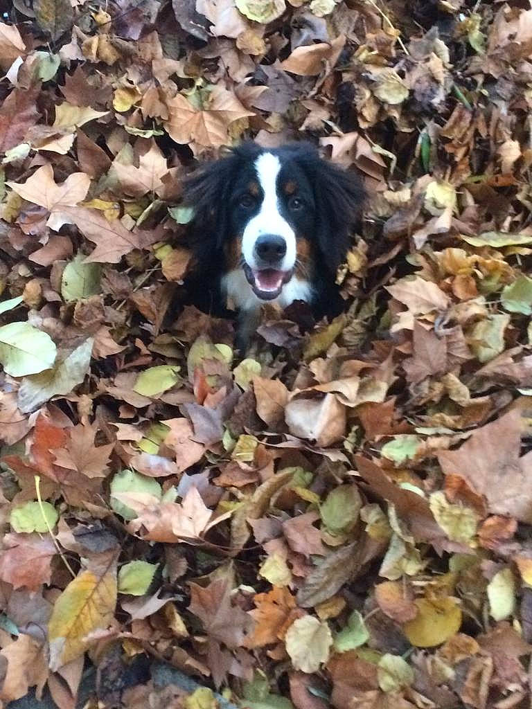 Olana a rejoint le concours — aidez-le/la à gagner de superbes lots ! canidae, carnivore, companion_dog, deciduous, dog, dog_breed, grass, groundcover, gun_dog, herding_dog, leaf, liver, plant, snout, soil, sporting_group, tail, terrestrial_animal, tree, wood