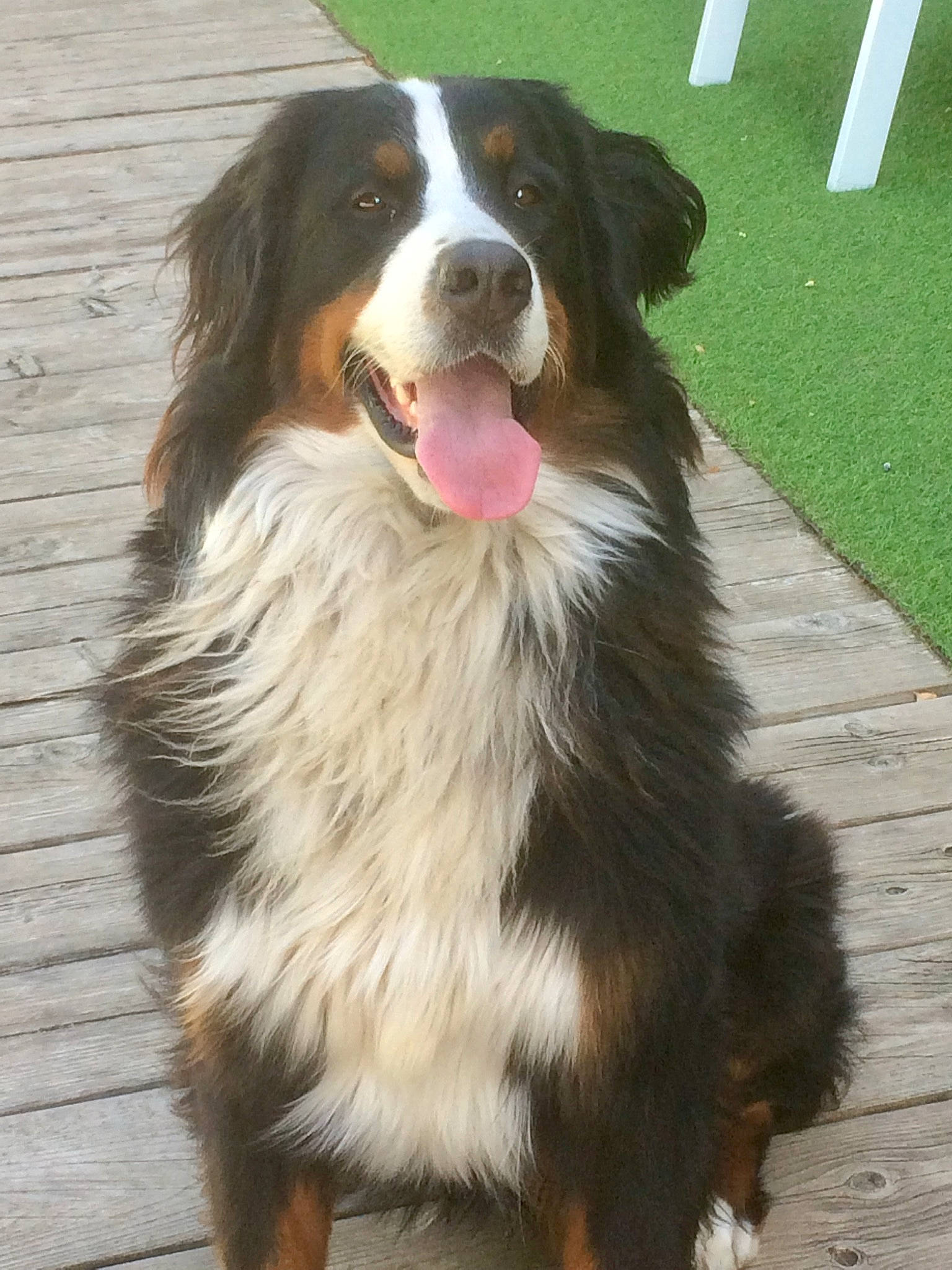 Olana a rejoint le concours — aidez-le/la à gagner de superbes lots ! australian_collie, bernese_mountain_dog, border_collie, canidae, carnivore, companion_dog, dog, dog_breed, fur, giant_dog_breed, grass, herding_dog, smile, snout, sporting_group, terrestrial_animal, whiskers, working_dog