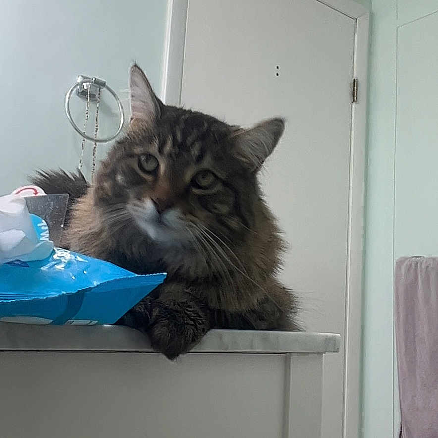 Lucky is registered to the contest to win money with this photo: bathroom, cat, counter, curious, domestic_animal, door, ears, feline, floor, fluffy, fur, household, indoor, pet, quiet, relaxed, tabby, tile_floor, towel, whiskers