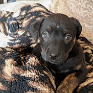 Auggie joined the competition — help win amazing prizes! puppy, dog, black, brown, blanket, patterned_blanket, indoor, pet, cute, young, fur, animal, cozy, resting, looking, small, soft, comfort, closeup, adorable